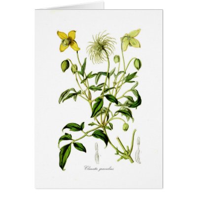 Clematis graveolens greeting card by Botany_Boy