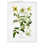 Clematis graveolens cards