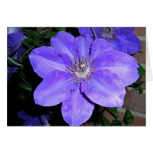 Clematis Greeting Card