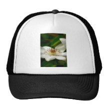 Clematis Hats