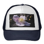 Clematis Hats
