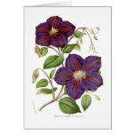 Clematis jackmani greeting cards