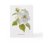 Clematis lanuginosa greeting cards