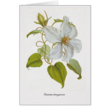 Clematis lanuginosa greeting cards