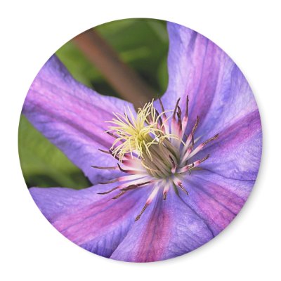 Clematis Magnet by kerstitch
