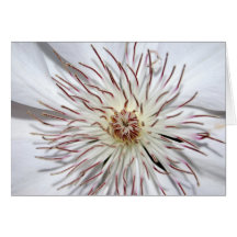 Clematis Notecard