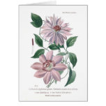 Clematis patens greeting cards