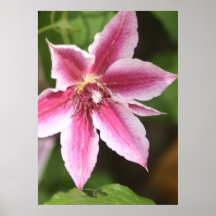 Clematis Poster