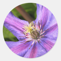 Clematis Sticker