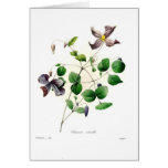Clematis viticella greeting card