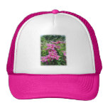 Clématite. Assez rose - fleurs pourpres Casquette