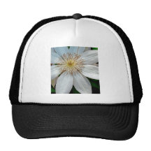 Clématite Casquette