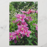Clématite. Fleurs pourpres rosâtres. Féminin Prospectus