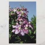 Clématite. Fleurs roses, et ciel bleu Prospectus En Couleur