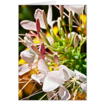 Cleome 2009 greeting card