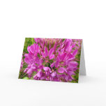 Cleome Greeting Cards