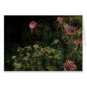 Cleome cards