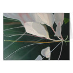 Cleome Cards