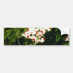 Clerodendron Thompsonae Variegatum (gloire B Autocollants Pour Voiture