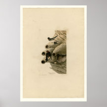 Cliff Swallow Poster