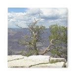 Cliff tree magnet