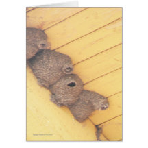 Clift Swallow Nests Greeting Card