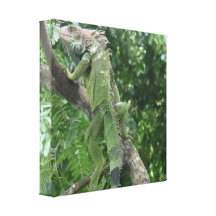 Climbing Lizard Canvas Print