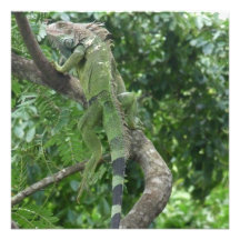 Climbing Lizard Invitations