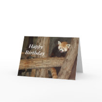 Climbing Panda Birthday Card