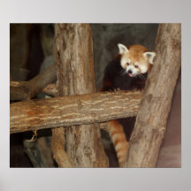 Climbing Panda Poster