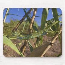 Climbing Stretching Female of Chamaeleo Africanus Mousepad