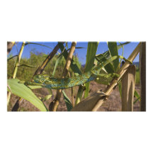 Climbing Stretching Female of Chamaeleo Africanus Photo Card