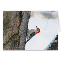 Climbing the Tree Card