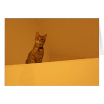 Climbing the Walls