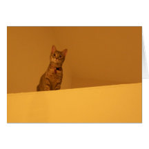 Climbing the Walls Cards