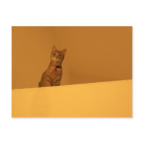 Climbing the Walls