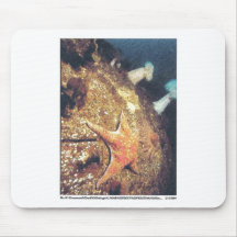 Clinging Starfish Mousepads