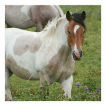 Clipped Paint Horse Invitations