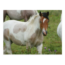Clipped Paint Horse Postcard