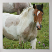 Clipped Paint Horse Poster