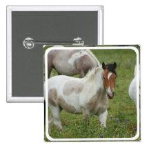 Clipped Paint Horse Square Pin