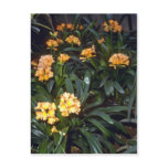 Clivia Miniata (Kafir Lily) Pink flowers Postcards
