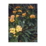 Clivia Miniata (Kafir Lily) Pink flowers Postcards