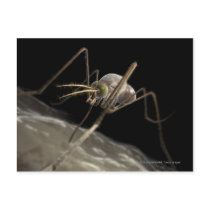 Close up 3d mosquito biting post cards