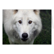 close up artic wolf cards