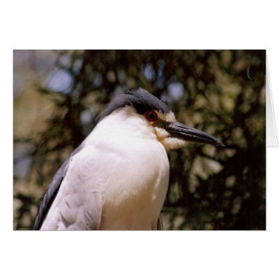 Close-up bird card by quetzal323