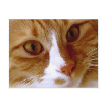 Close Up Cat Postcard
