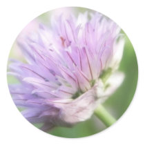 Close Up - Chive Flower