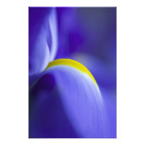 Close-up detail of a Blue Flag iris.