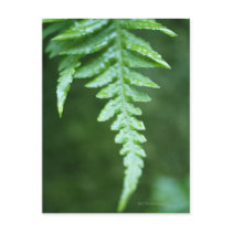 close up fern in rainforest postcards